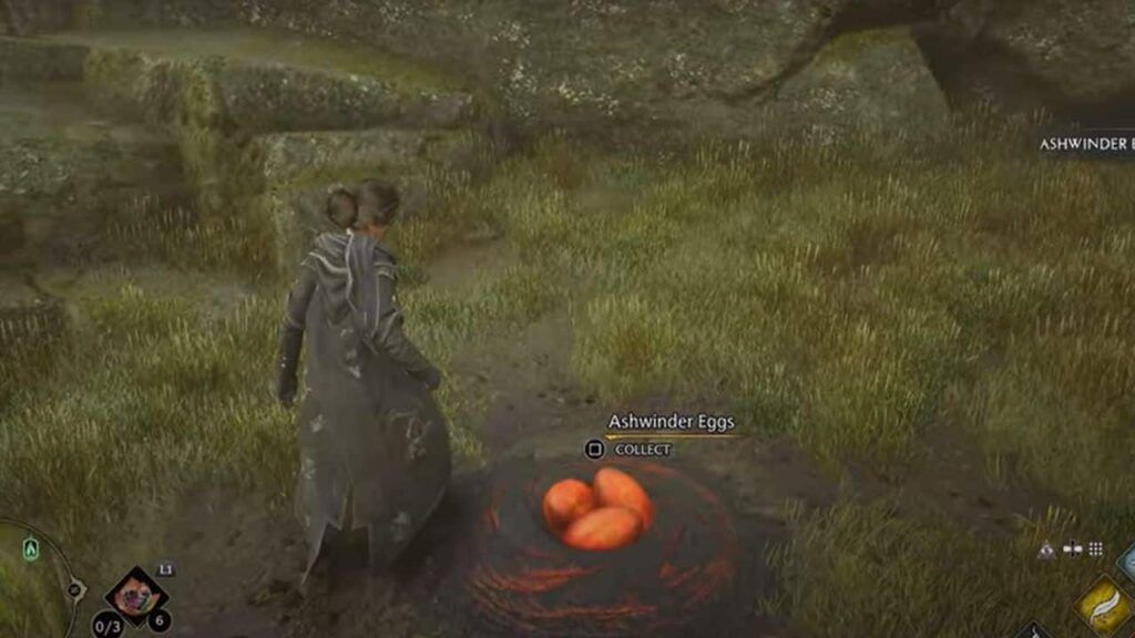 encontrar huevos de Ashwinder