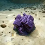 Cómo conseguir plomo en Subnautica 2